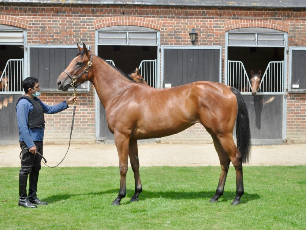 Fastnet Rock Filly
